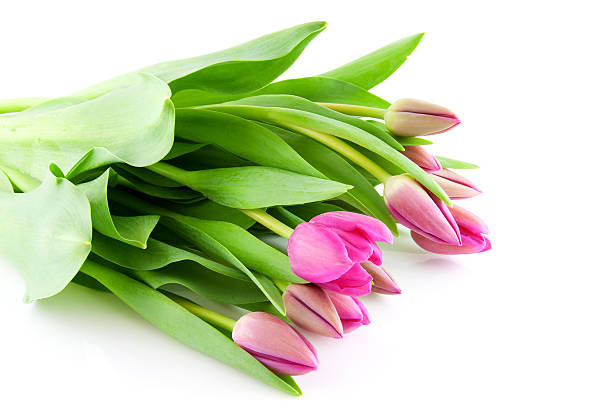 istock Bouquet of Pink Dutch tulips 178386624