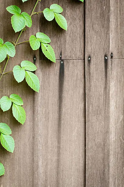 Photo of Timber wall  texture & wild vine leaves