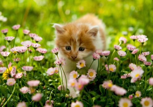 little cat in the garden