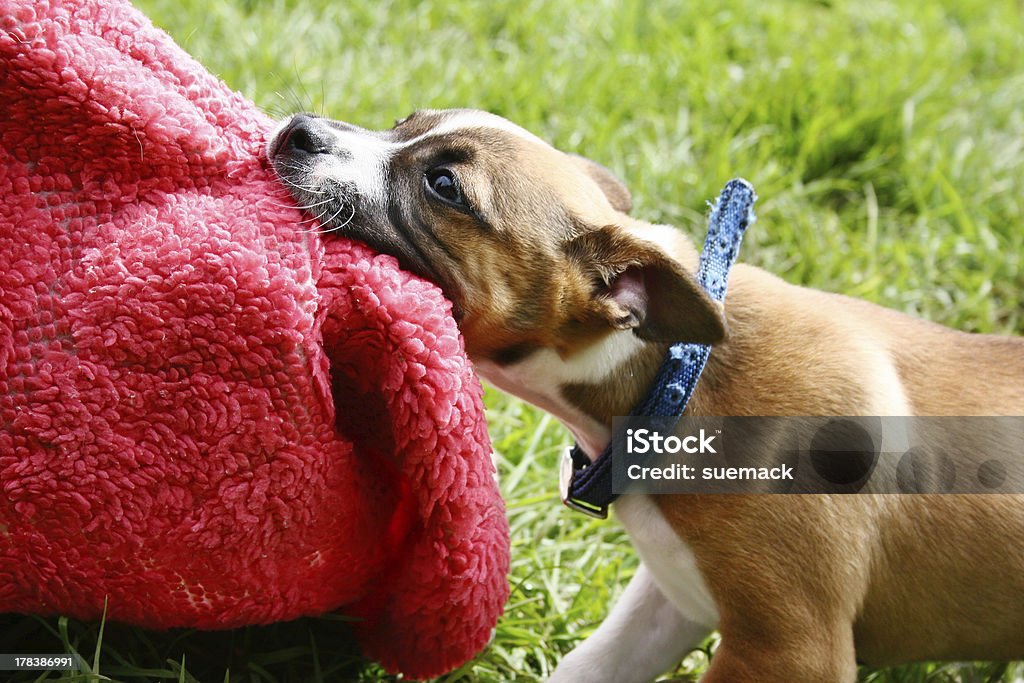 Espiègle chiot&nbsp;! - Photo de Tapis décoratif libre de droits