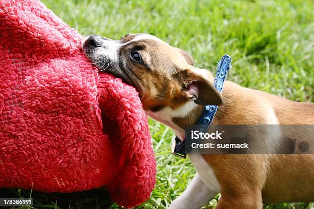 Photo libre de droit de Espiègle Chiotnbsp banque d'images et plus d'images libres de droit de Tapis décoratif - Tapis décoratif, Tirer, Chien