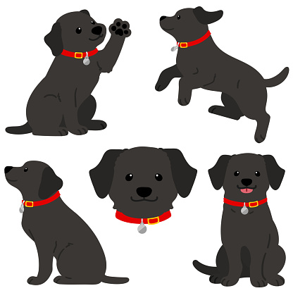 Flat colored black Labrador with a red collar illustrations set