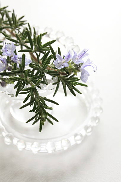 Close up of Rosemary