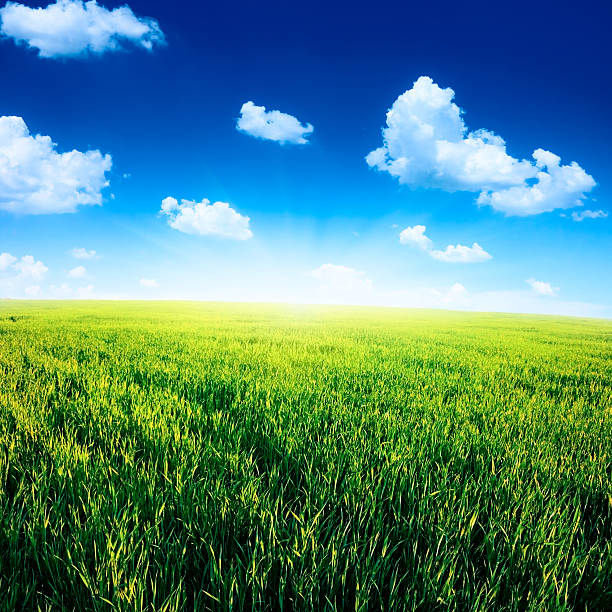 Campo de relva verde e céu azul - fotografia de stock