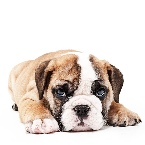 istock Adorable Bulldog photographed in studio lighting 178387163