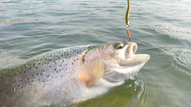 Catch rainbow trout in fresh water