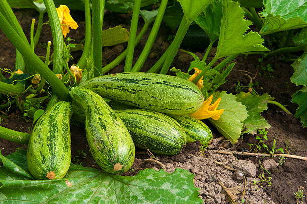 blühenden marrow mit früchten - zucchini stock-fotos und bilder