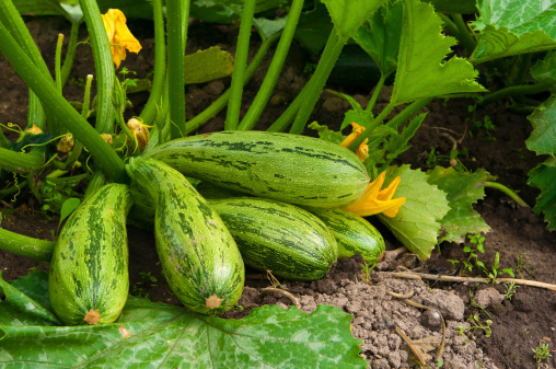 flowering marrow with fruits