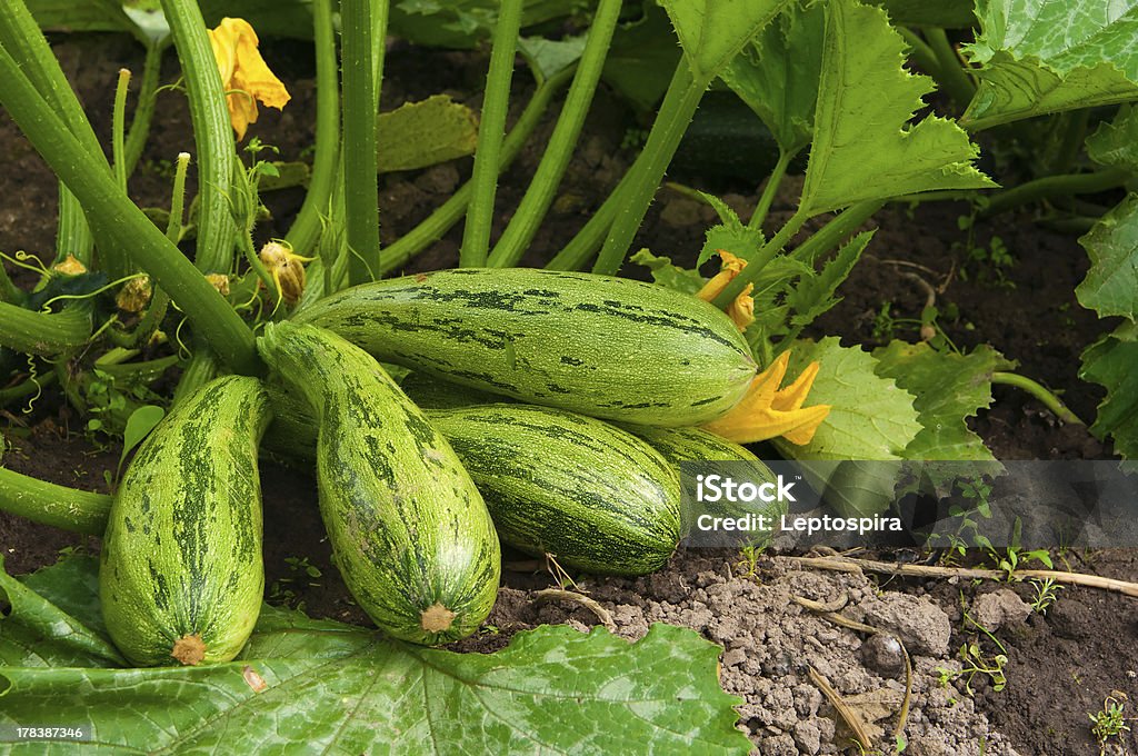 flowering marrow with fruits marrow with 5 fruits and flowers in the garden Zucchini Stock Photo