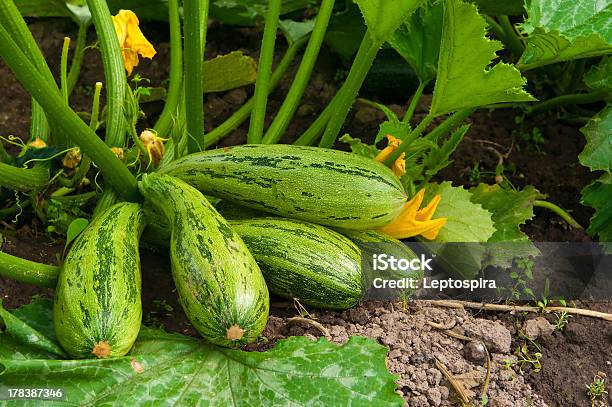 Flowering Marrow With Fruits Stock Photo - Download Image Now - Zucchini, Squash - Vegetable, Plant