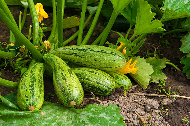 flowering kostnego z owoców - zucchini vegetable squash marrow squash zdjęcia i obrazy z banku zdjęć
