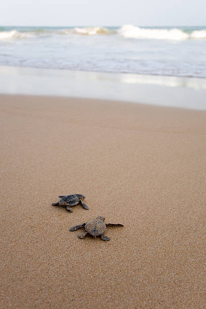 istock Newly hatched baby turtles 178387482