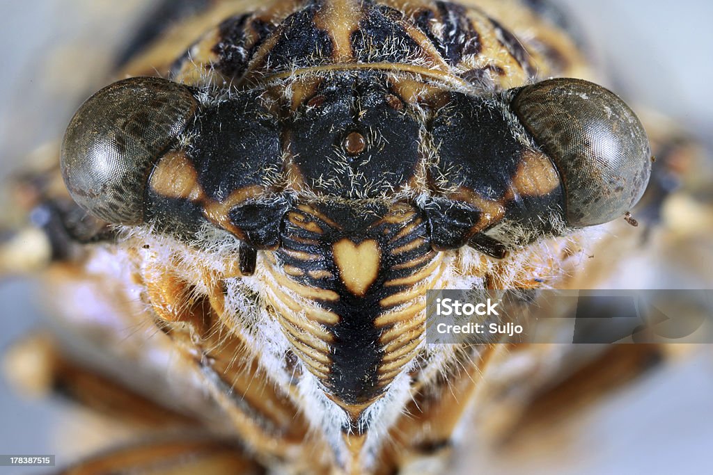 Cicada cabeça Close-Up - Foto de stock de Alta Magnificação royalty-free