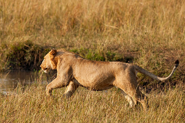 istock Lioness in the Maasai Mara 178387583