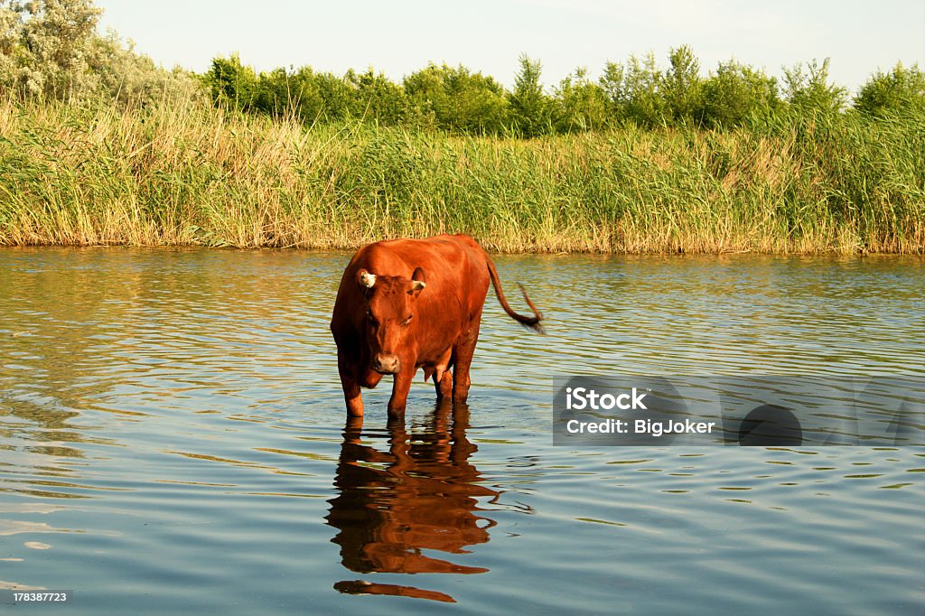 Vache dans une rivière - Photo de Agriculture libre de droits