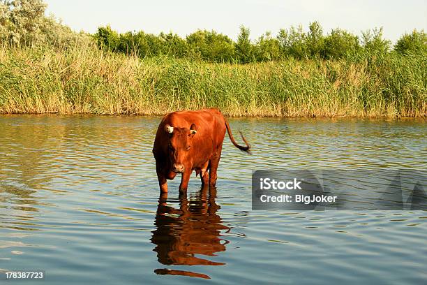 Photo libre de droit de Vache Dans Une Rivière banque d'images et plus d'images libres de droit de Agriculture - Agriculture, Animal femelle, Animal mâle