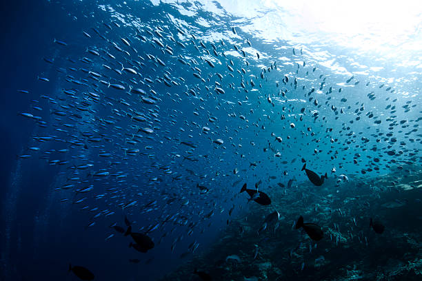 istock Thazard Sierra Caesionidae shoal 178387792