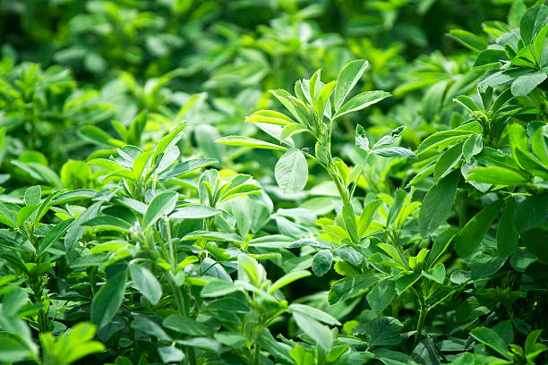 il bellissimo sfondo di lucerna (alfalfa) - alfalfa foto e immagini stock