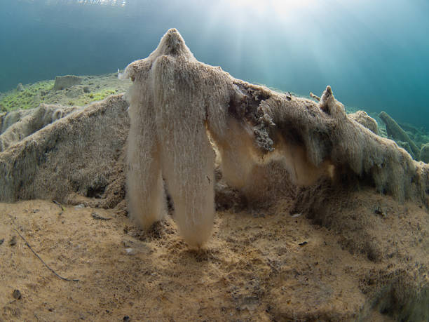 ネバネバカーテン（samarangersee /チロル) - scuba diving flash ストックフォトと画像