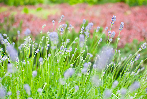 Purple flowers stock photo