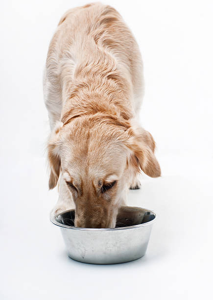 An adult golden retriever eating out of a dish stock photo