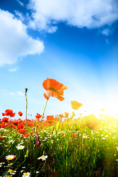 Primavera Prado - fotografia de stock