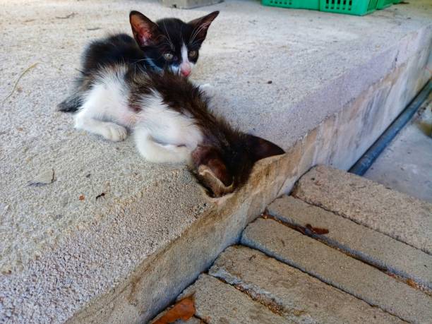 istock Two kittens sitting on the floor 1783881518