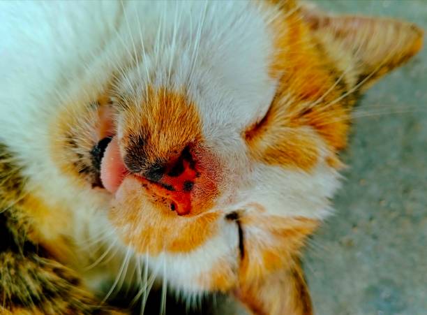 istock Calico cat sleeping with tongue out 1783883262