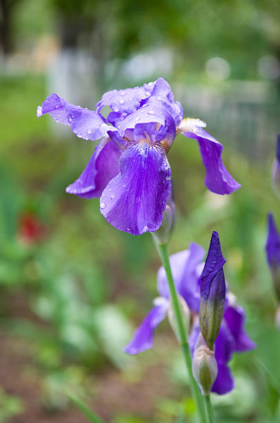 beautiful violet iris flower with water drops beautiful violet iris flower with water drops after rain spring bud selective focus outdoors stock pictures, royalty-free photos & images