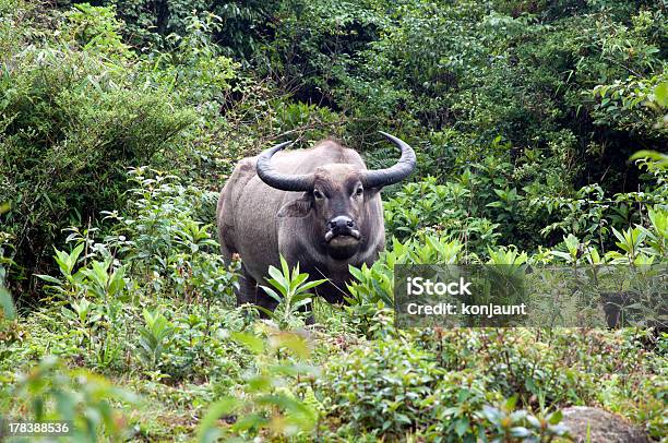 버팔로 입석 녹색 잔디 및 루킹 카메라에 대한 가축형 물소에 대한 스톡 사진 및 기타 이미지 - 가축형 물소, 공원, 국가 관광명소