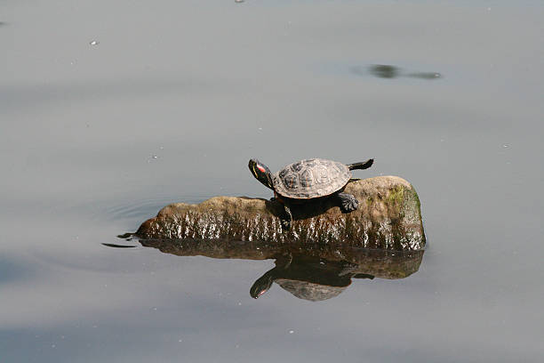 istock Baby Turtle on Rock in Pond 178388738