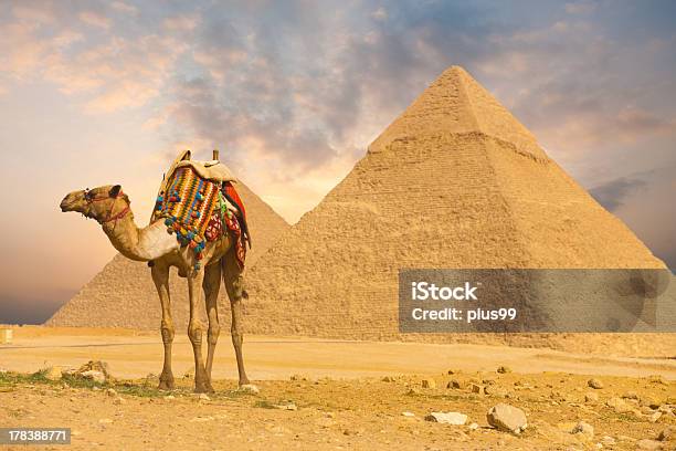 Camel Standing Front Pyramids H Stock Photo - Download Image Now - Camel, Pyramid, Pyramid Shape