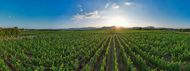 istock Grape vines from above in Alsace France at sunset 1783888323