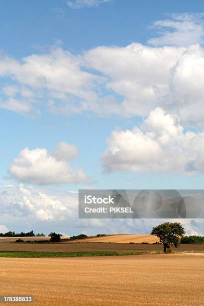 Foto de Paisagem De Verão Dinamarca e mais fotos de stock de Agosto - Agosto, Agricultura, Amarelo
