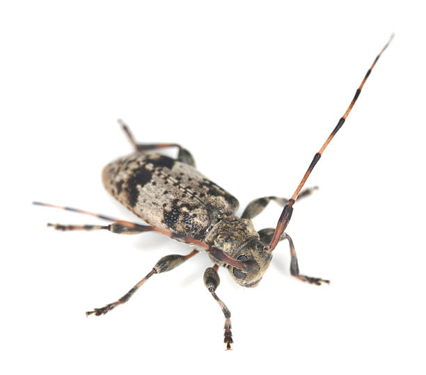 istock Black-clouded Longhorn Beetle (leiopus nebulosus) isolated on white background 178388870