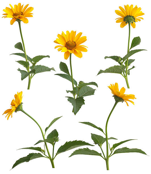 istock Set of yellow field flowers 178388920