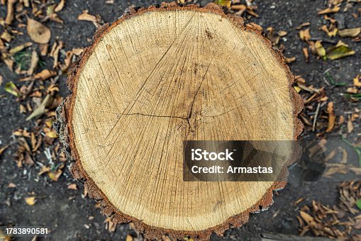 istock Flat cut of a tree trunk 1783890581