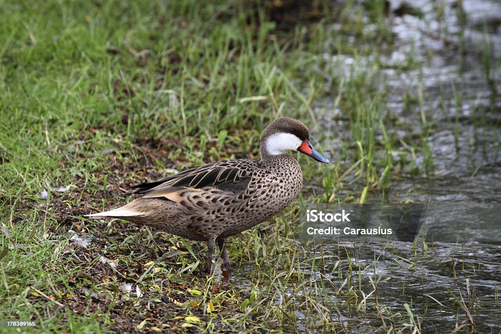 Canard des Bahamas - Photo de Canard - Oiseau aquatique libre de droits