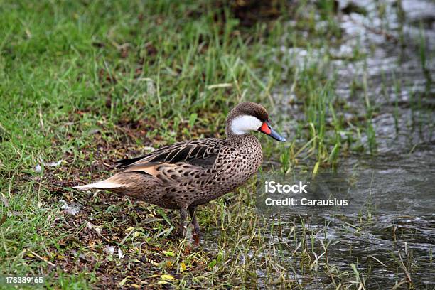 Photo libre de droit de Canard Des Bahamas banque d'images et plus d'images libres de droit de Canard - Oiseau aquatique - Canard - Oiseau aquatique, Canard des Bahamas, Faune sauvage