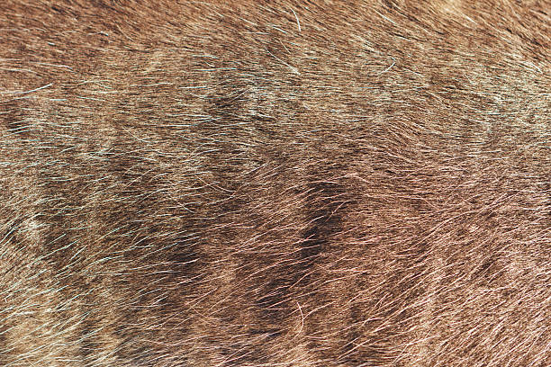 istock Skin of Northern deer 178389169