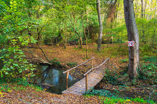 Wooden bridge over a river in the forest