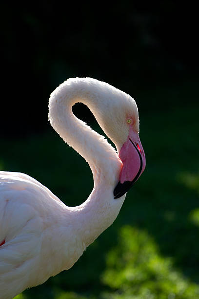 Flamingo 스톡 사진