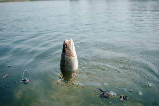 Catch rainbow trout in fresh water