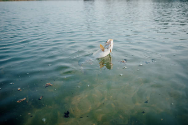 Catch rainbow trout in fresh water
