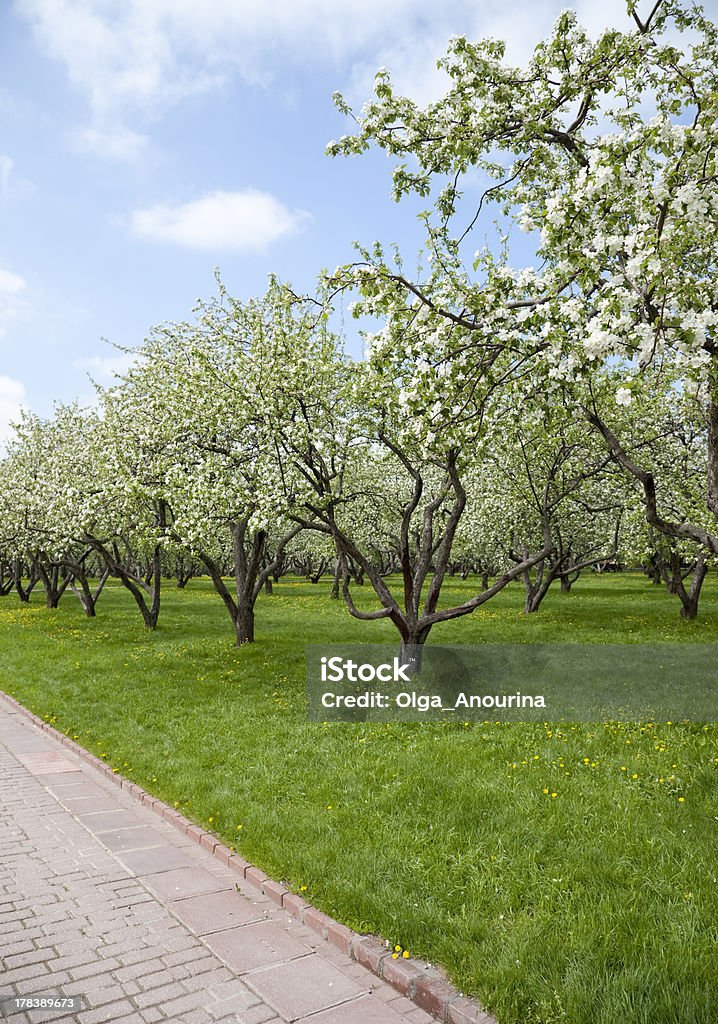 apple Orchard, arbres, fleurs de printemps - Photo de Pommeraie libre de droits