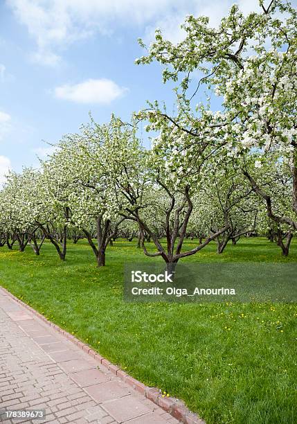 Photo libre de droit de Apple Orchard Arbres Fleurs De Printemps banque d'images et plus d'images libres de droit de Pommeraie - Pommeraie, Agriculture, Arbre