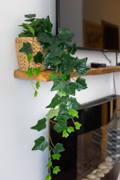 istock Indoor green plant. Home interior design 1783898056