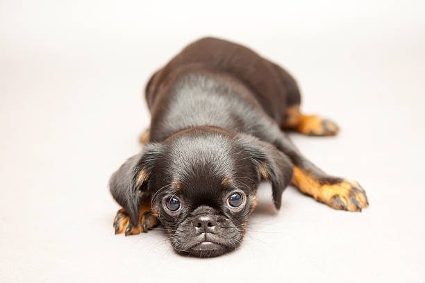 Puppy Griffon Brabanson "Little puppy of breed Griffon Brabanson, lie" brussels griffon dog lying down stock pictures, royalty-free photos & images
