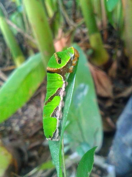 istock Green caterpillar eating a green leaf 1783901037