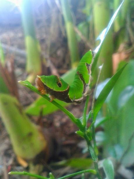 istock Green caterpillar eating a green leaf 1783901635
